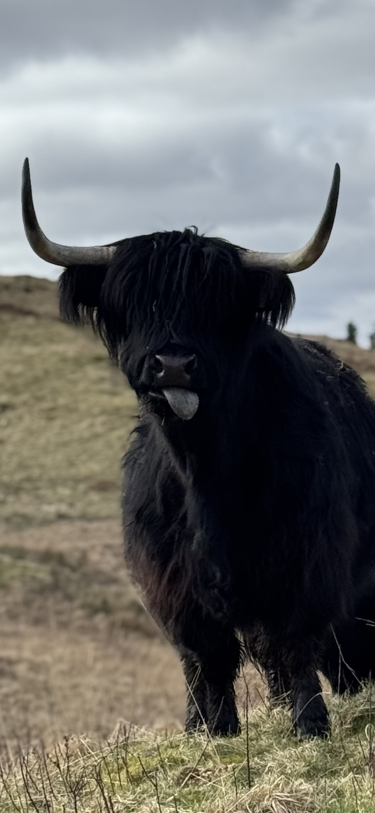 Highland Woobies minky blanket, laid flat.