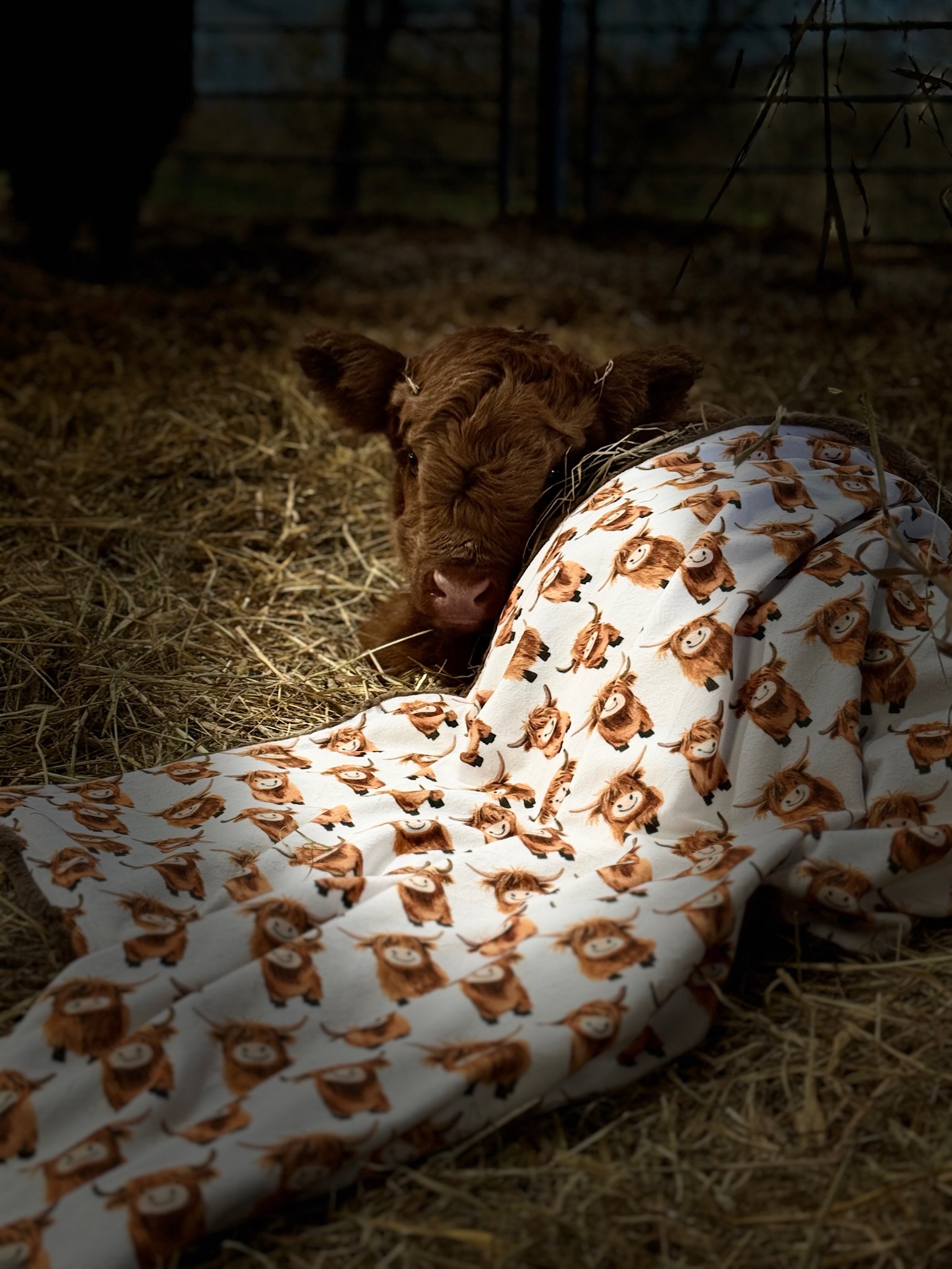 A Highland cow calf resting on hay, wrapped in a cream minky blanket printed with little Highland cow faces.