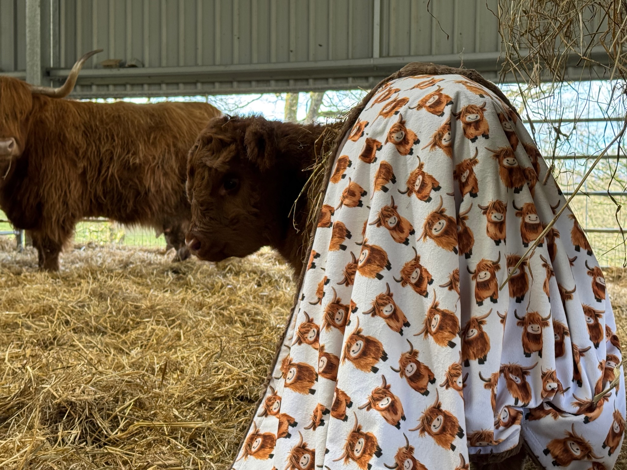 A Highland cow calf wrapped in a minky blanket, a curious adult Highland cow watching alongside.