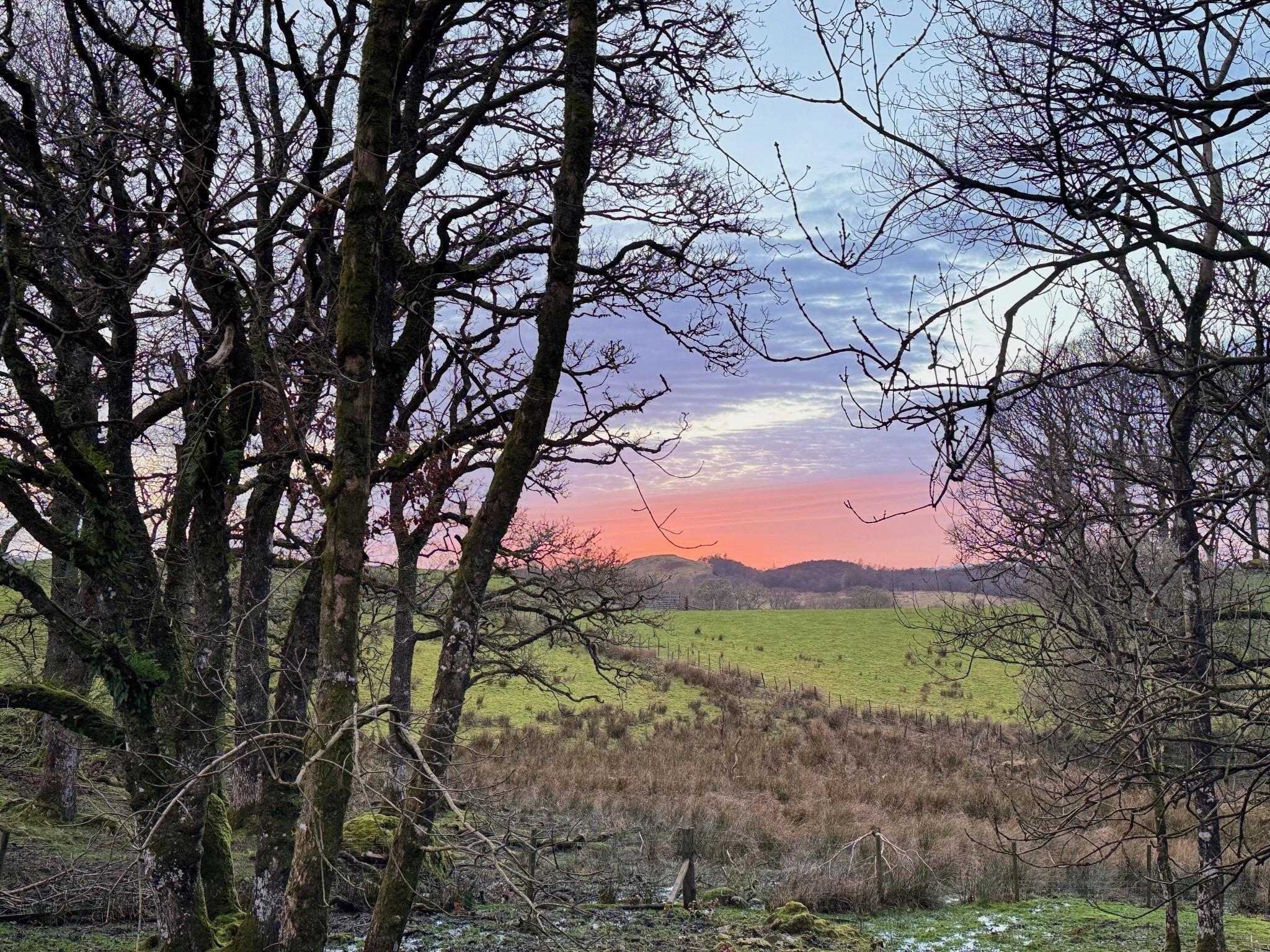 Scottish countryside seen through bare trees at sunset — rolling hills and pink sky.